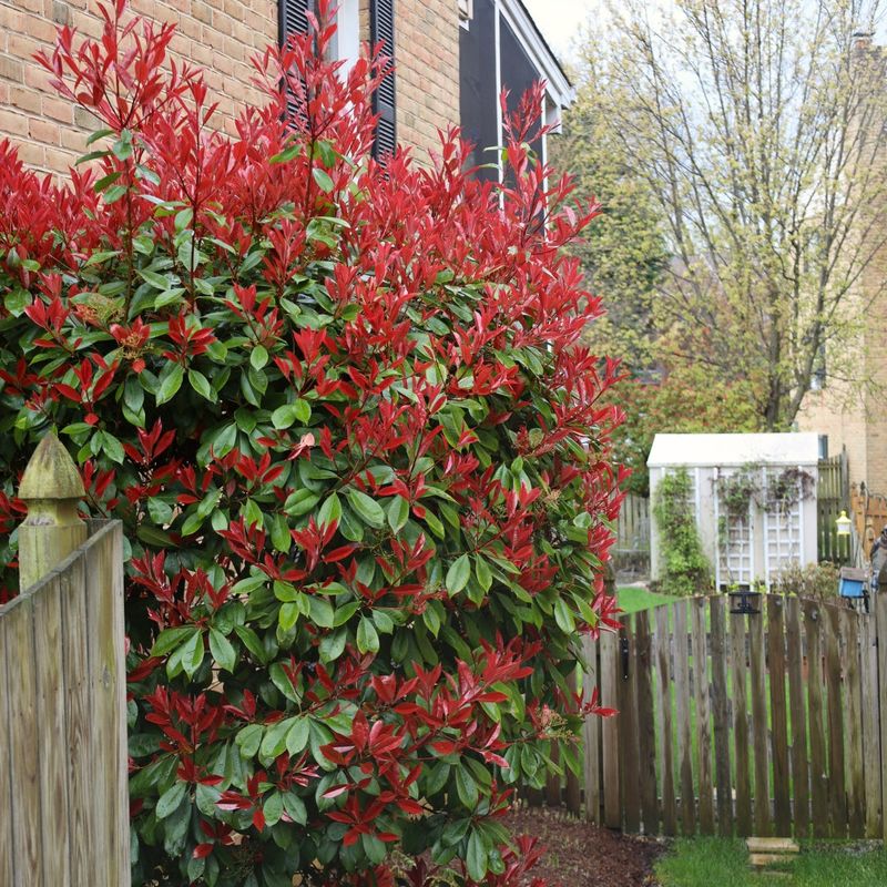 Photinia