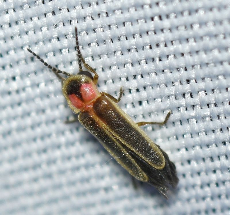 Photinus Dimissus May Show Up Near Wet Creek Corridors Photinus Dimissus May Show Up Near Wet Creek Corridors