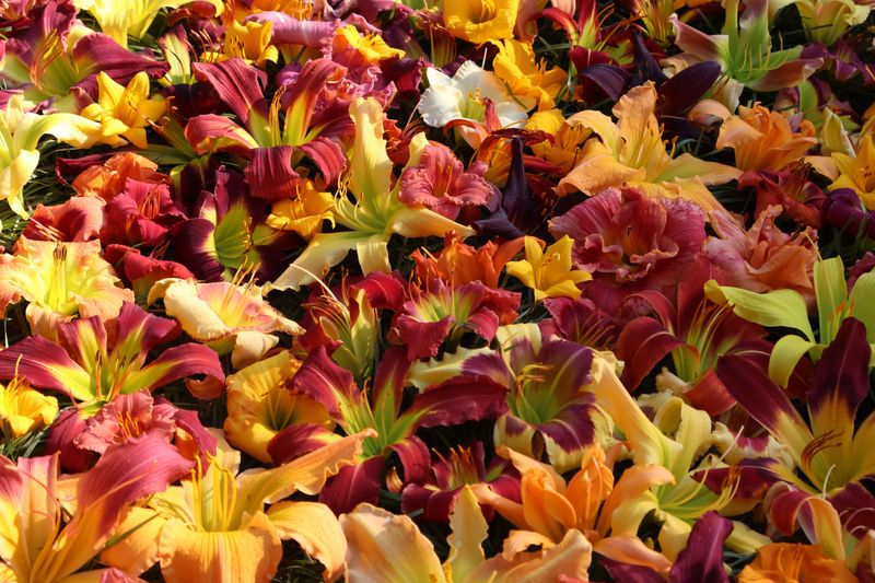 Photograph And Catalog Varieties At Peak Bloom Photograph And Catalog Varieties At Peak Bloom