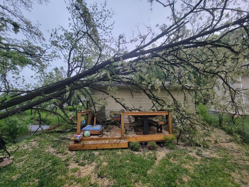 Photos And Arborist Reports Help Prove Neglect Photos And Arborist Reports Help Prove Neglect