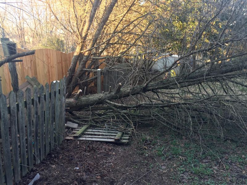 Photos Can Help Show Whether The Tree Was Hazardous Photos Can Help Show Whether The Tree Was Hazardous