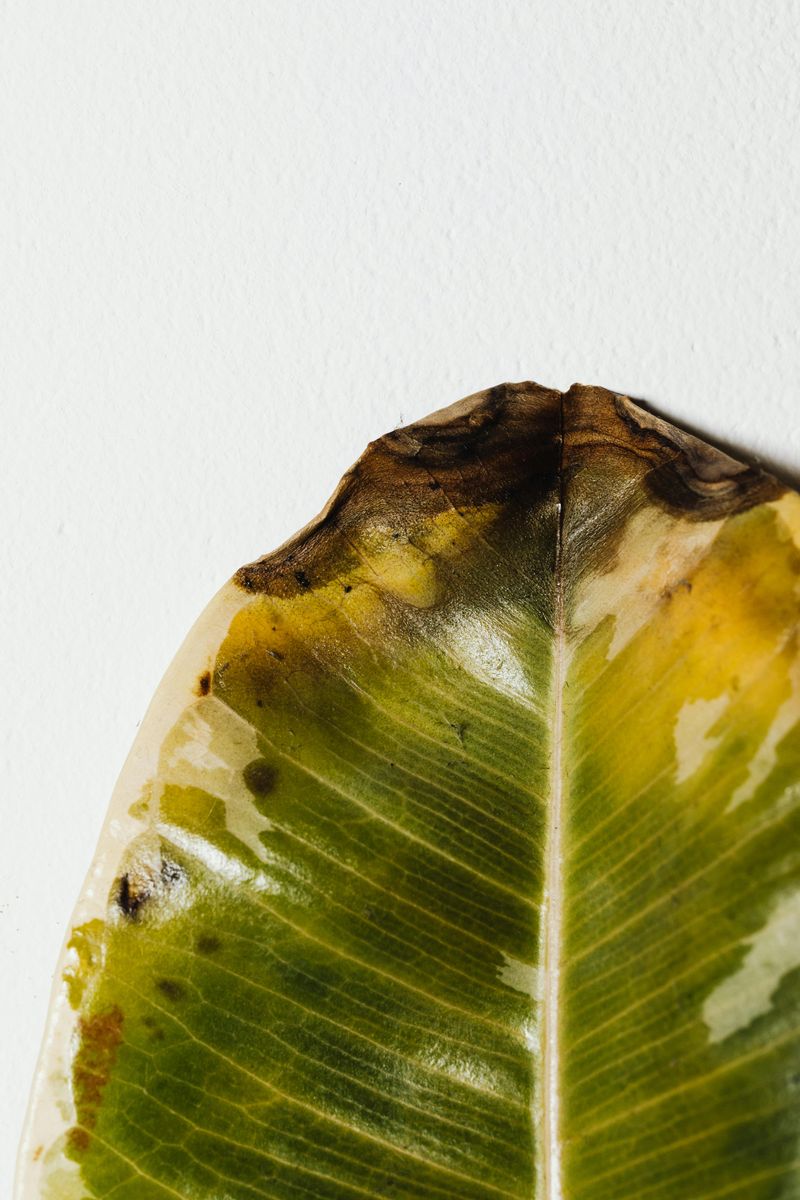 Phytophthora Blight From Humid Conditions Phytophthora Blight From Humid Conditions
