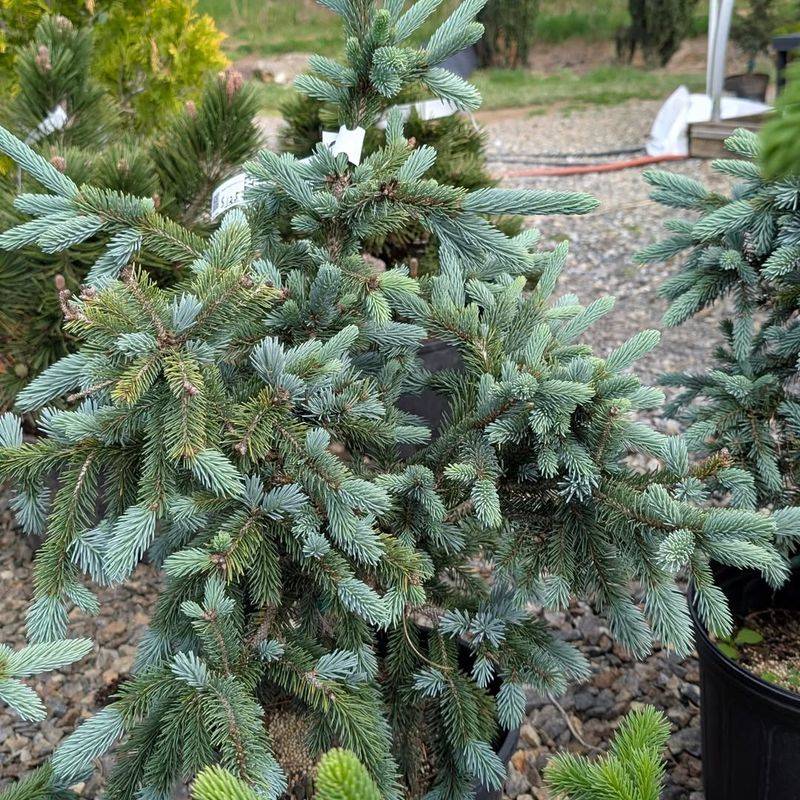 Picea Omorika 'Nana' Picea Omorika 'Nana'