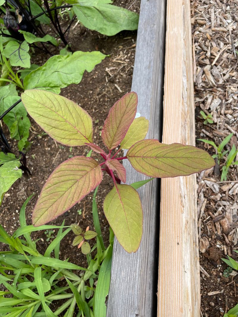 Pick Amaranth Leaves Through Hot Weather Pick Amaranth Leaves Through Hot Weather