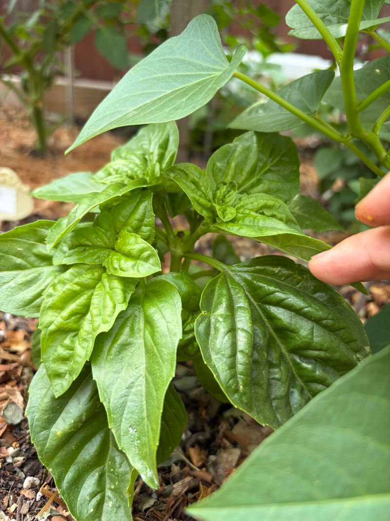 Pick Basil Often Before Heat Toughens Growth