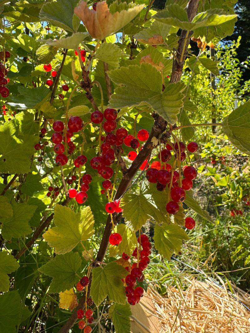 Pick Cool Moist Well Drained Soil Pick Cool Moist Well Drained Soil