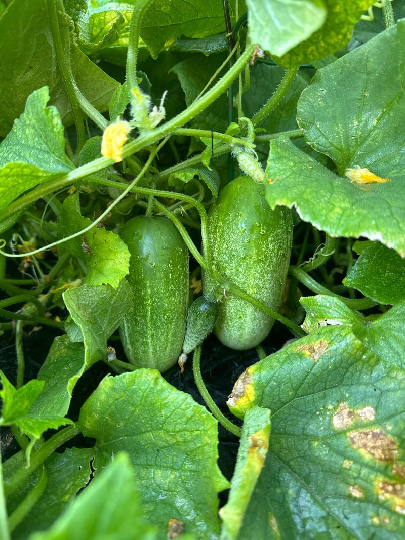 Pick Cucumbers Before They Get Seedy Pick Cucumbers Before They Get Seedy