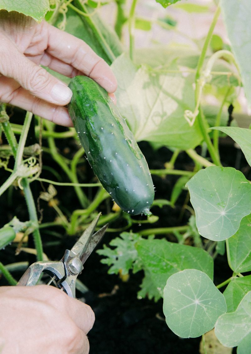Pick Cucumbers Before They Turn Yellow Pick Cucumbers Before They Turn Yellow