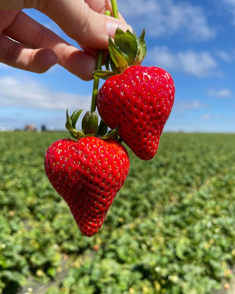 Pick During North Carolina's Main Strawberry Season