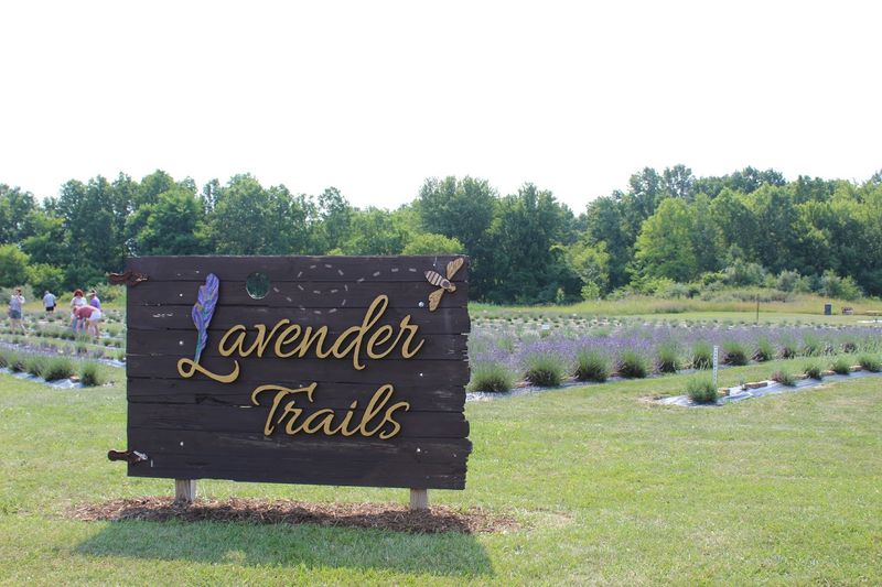 Pick Fresh Lavender At Lavender Trails