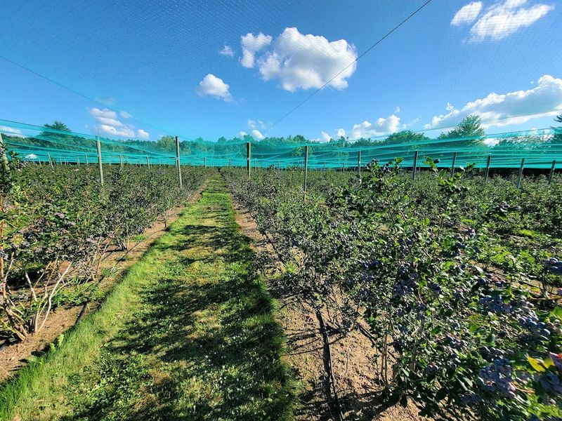 Pick Hardt's Berry Farm In Medina By Appointment Pick Hardt's Berry Farm In Medina By Appointment