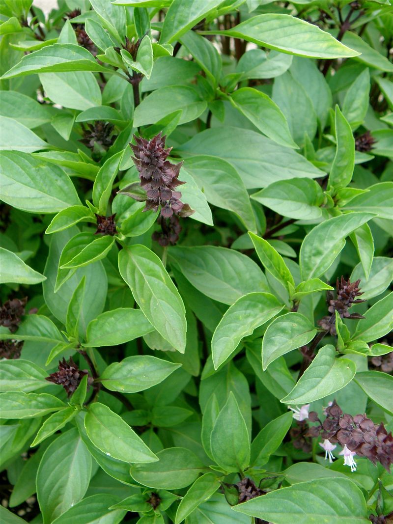 Pick Heat-Tolerant Basil Before Summer Starts