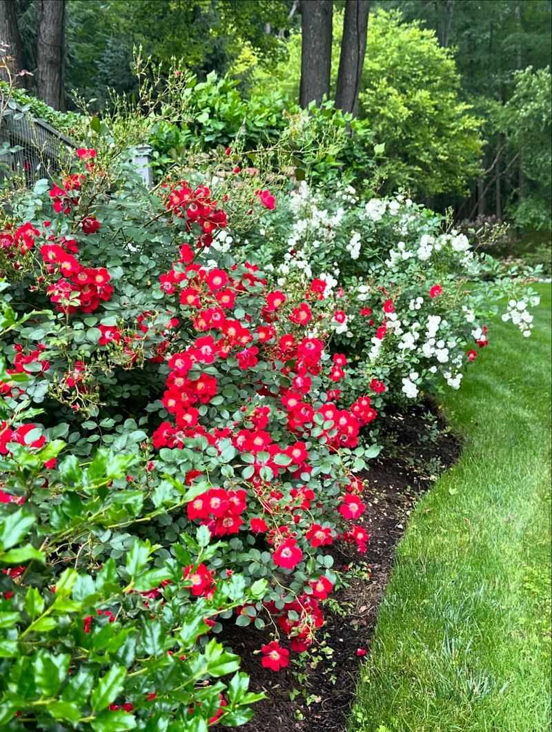 Pick Meidiland Roses For Tough Spots Pick Meidiland Roses For Tough Spots