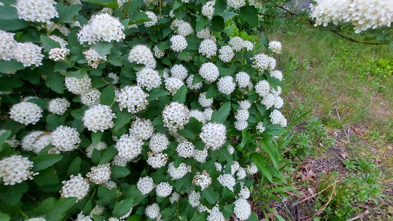 Pick Native Screening Over Another Invasive Hedge