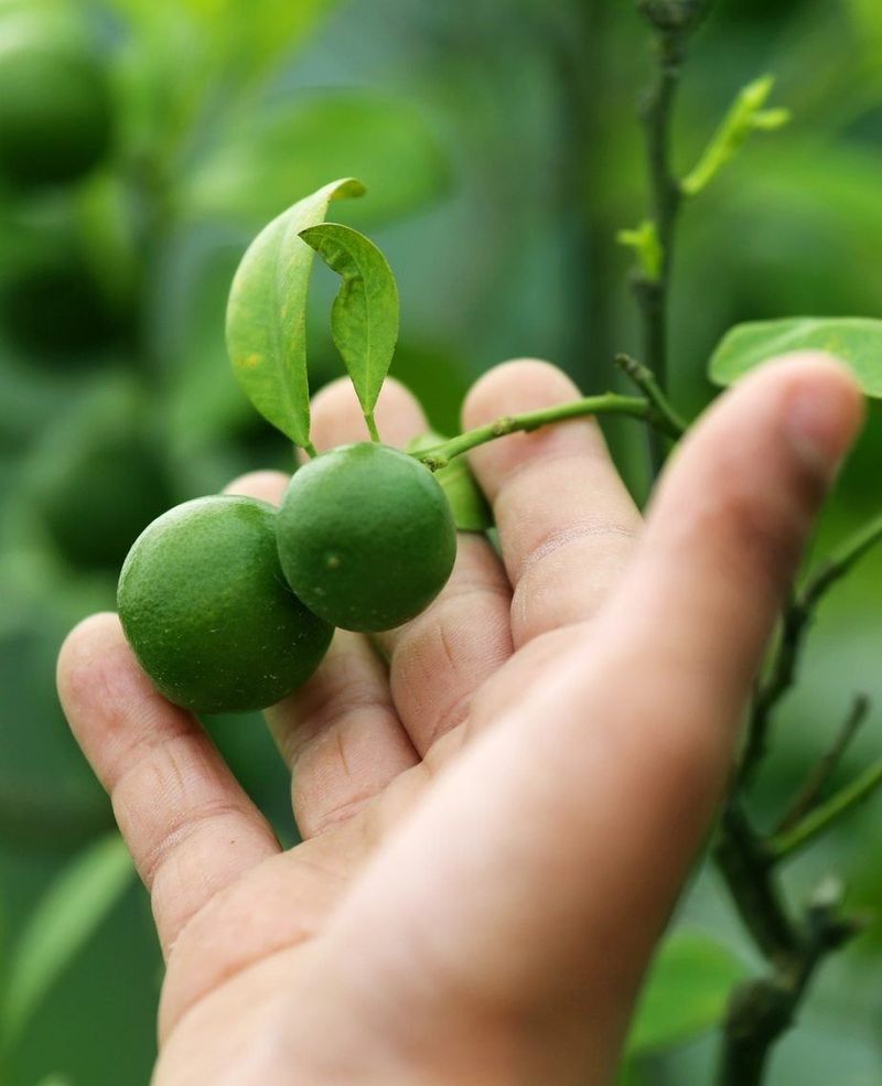 Pick Off The Smallest Fruit First