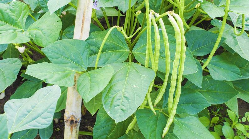 Pick Pods Regularly To Keep Plants Producing Pick Pods Regularly To Keep Plants Producing