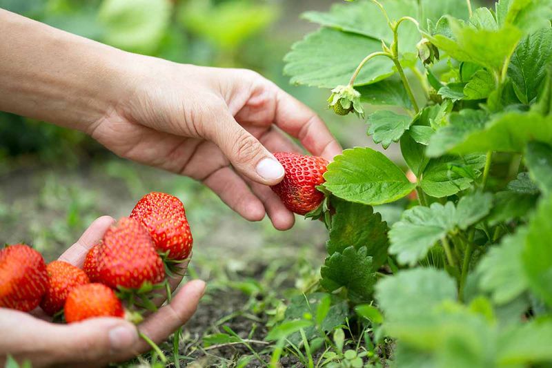 Pick Ripe Strawberries Regularly