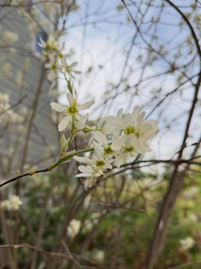 Pick Spring Flowers Without A Bulky Canopy Pick Spring Flowers Without A Bulky Canopy