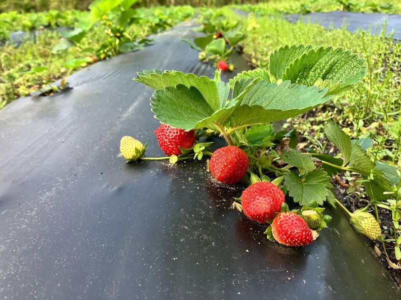 Pick When The Fruit Is Dry