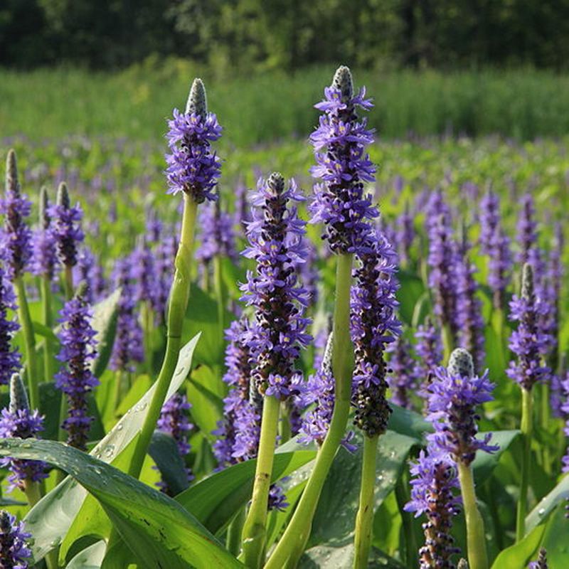 Pickerelweed Builds Shallow Cover Where Pond Wildlife Gathers Pickerelweed Builds Shallow Cover Where Pond Wildlife Gathers