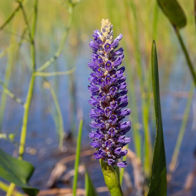 Pickerelweed Supports Busy Pond Edges