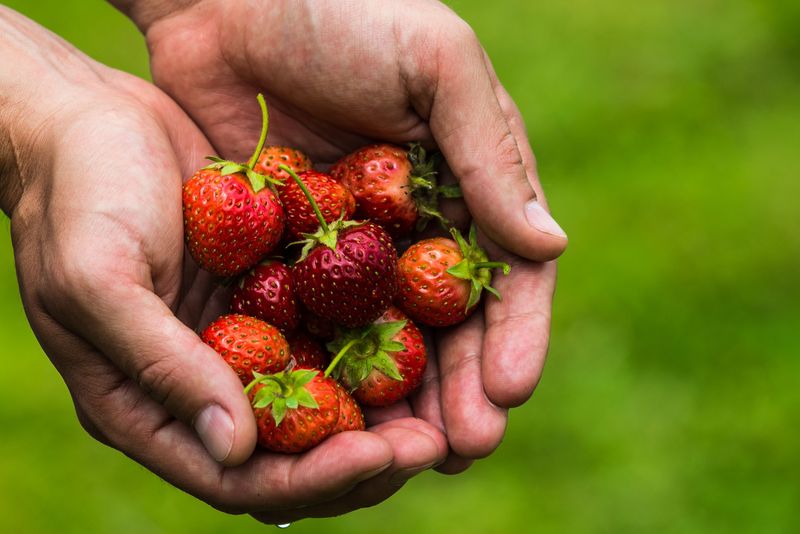 Picking A Variety That Does Not Suit Illinois Winters Picking A Variety That Does Not Suit Illinois Winters