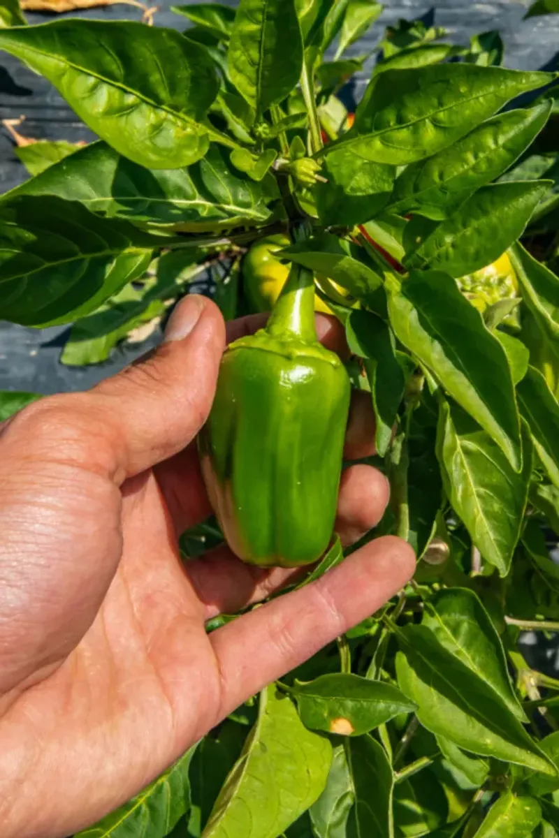 Picking Green Peppers Before They Reach Full Size