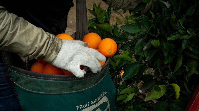 Picking Up Fallen Citrus Before Nightfall