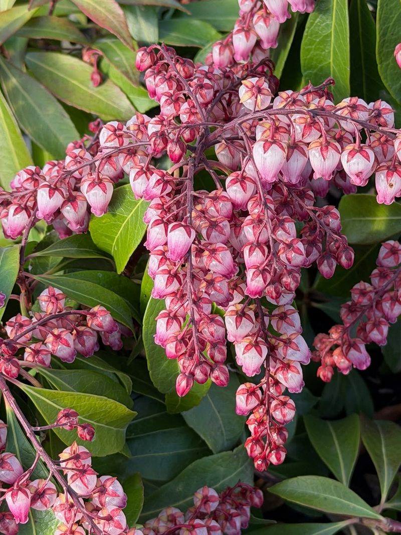 Pieris Gives Oregon Gardens Evergreen Structure And Flowers