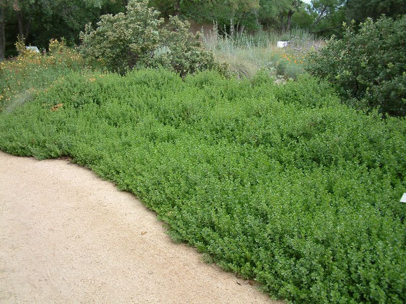 Pigeon Point Coyote Brush Covers Larger Open Areas
