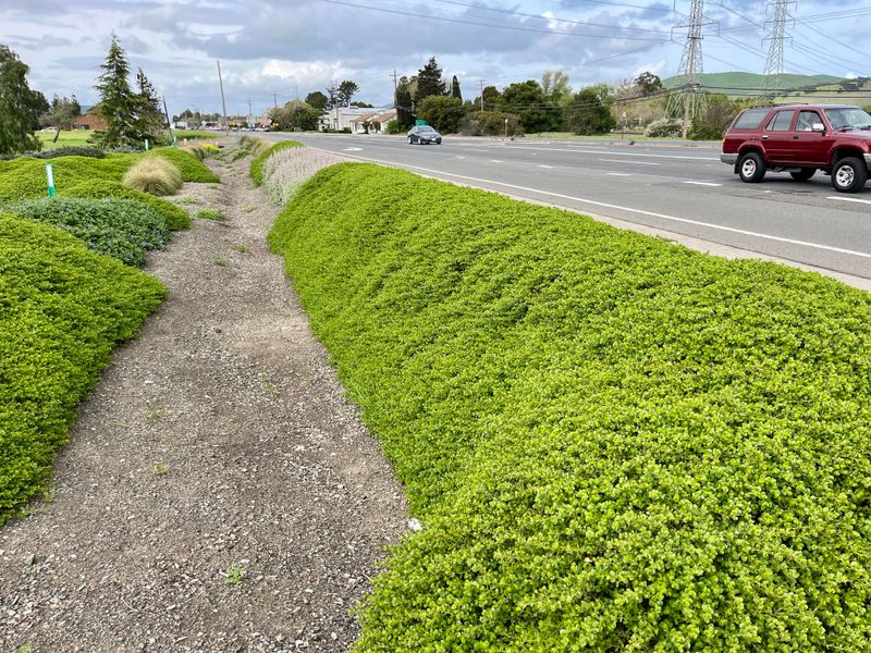 Pigeon Point Coyote Brush Covers Slopes Without Climbing Walls Pigeon Point Coyote Brush Covers Slopes Without Climbing Walls