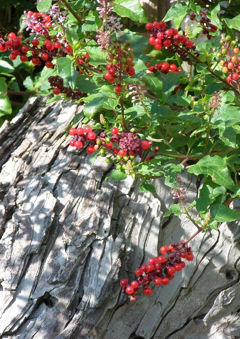 Pigeonberry Brightens Shade Under Trees