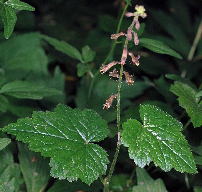 Piggyback Plant Covers Damp Corners Where Weeds Sneak In Piggyback Plant Covers Damp Corners Where Weeds Sneak In