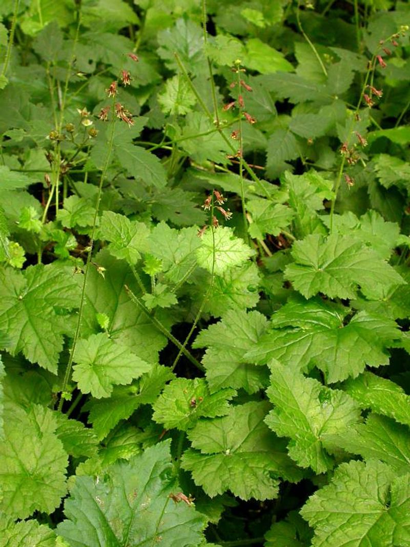 Piggyback Plant Spreads In Moist Shade Piggyback Plant Spreads In Moist Shade