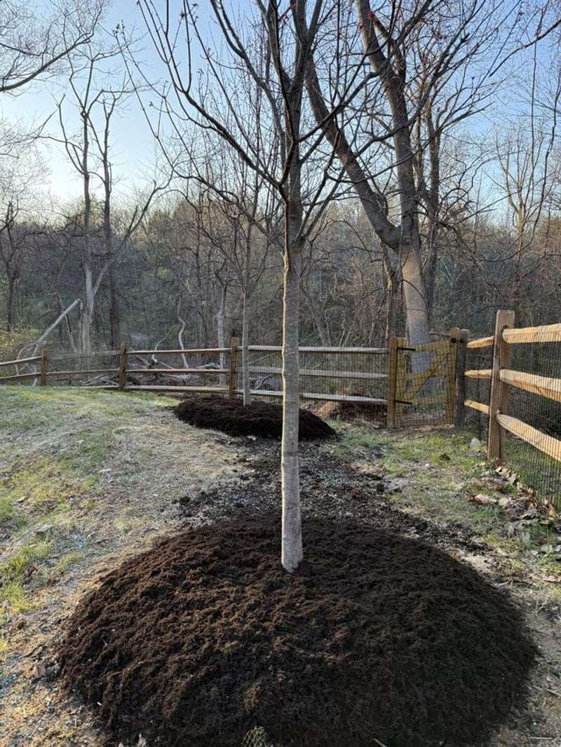 Piling Mulch Against Stems And Trunks