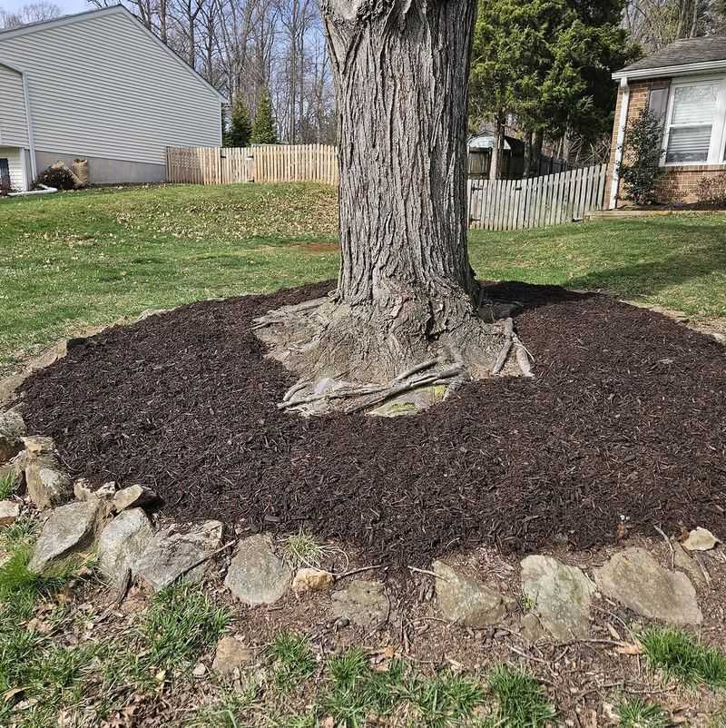 Piling Mulch Against Tree Trunks