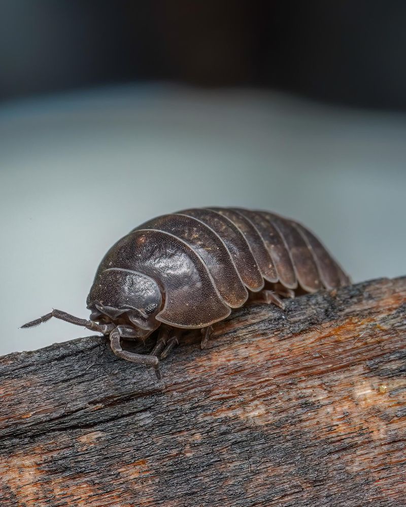 Pill Bugs Gather In Damp Beds Pill Bugs Gather In Damp Beds