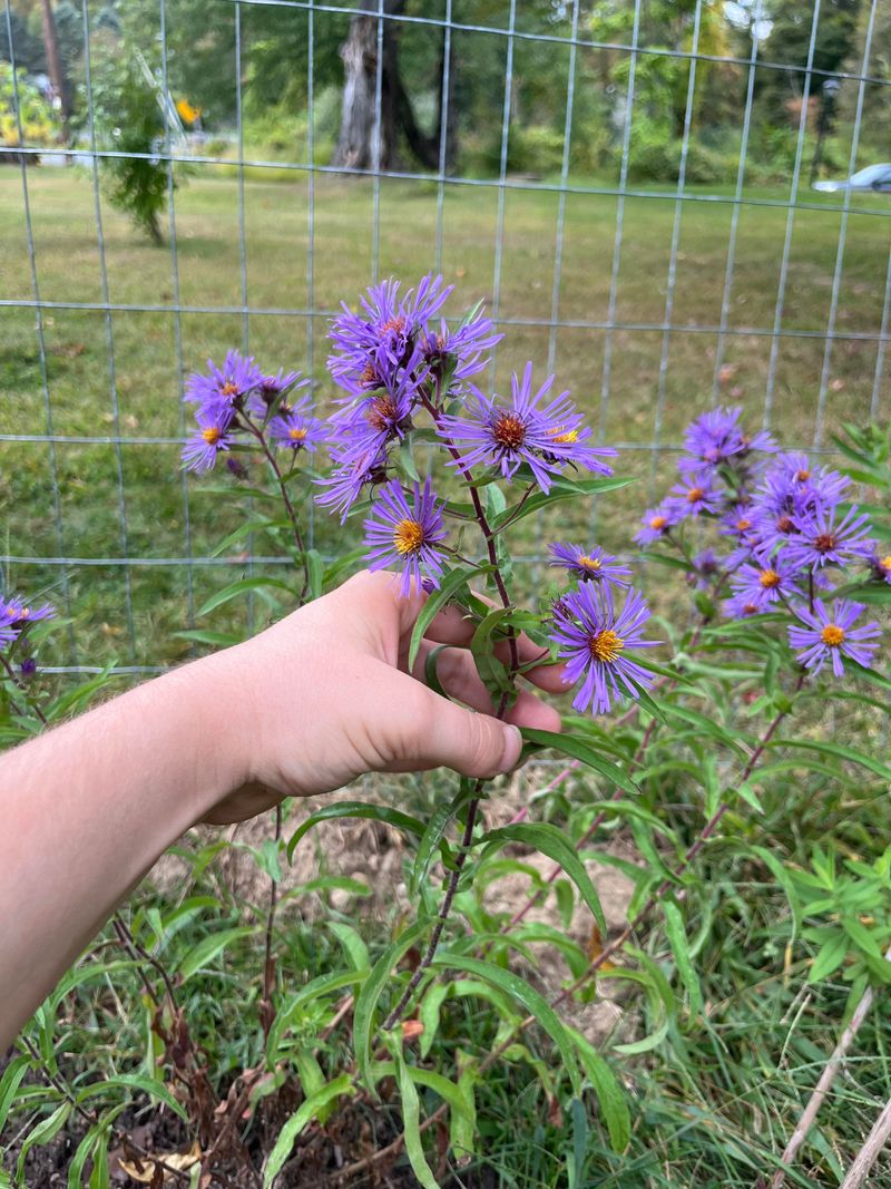Pinch Asters Now For More Fall Flowers Pinch Asters Now For More Fall Flowers