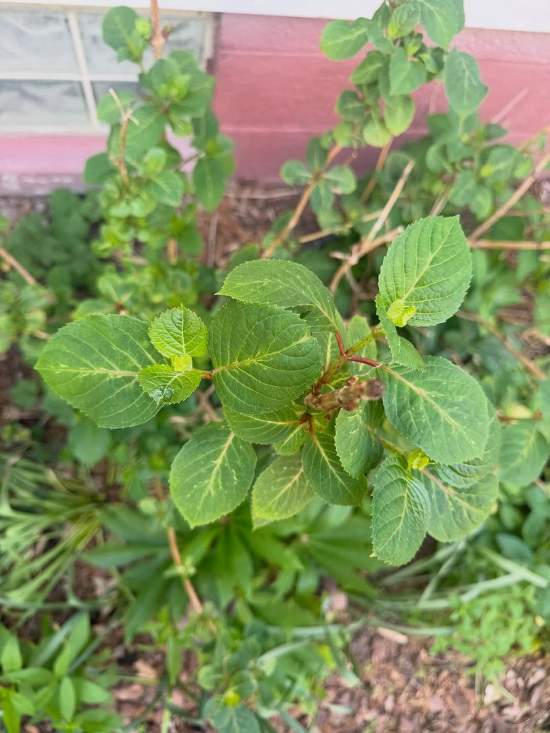 Pinch Back New Growth Early Pinch Back New Growth Early