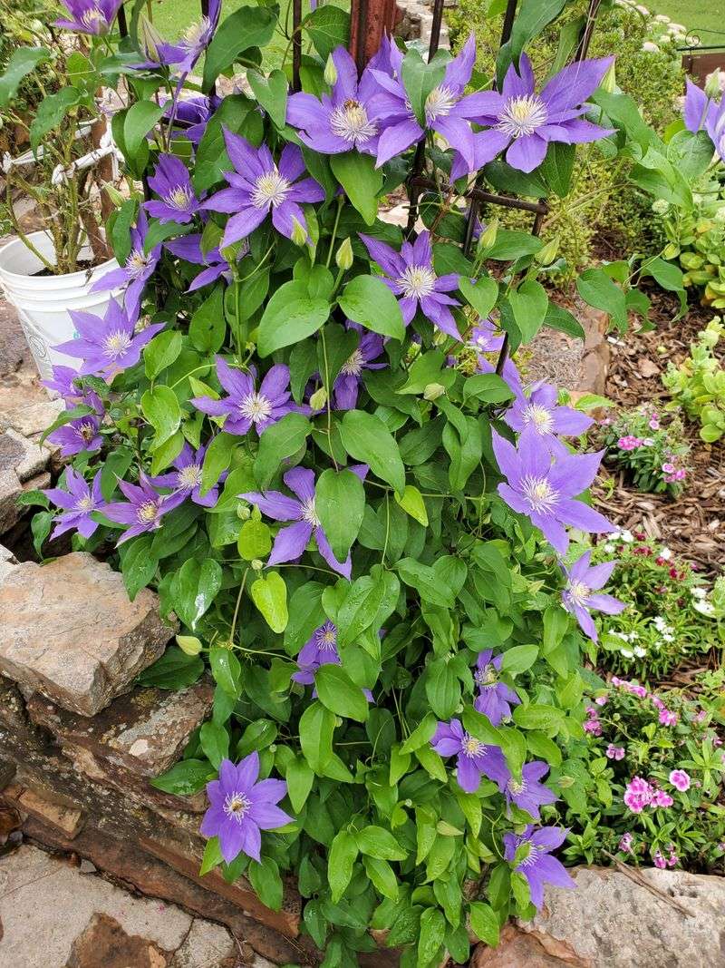 Pinch Back New Growth On Repeat-Blooming Varieties Pinch Back New Growth On Repeat-Blooming Varieties