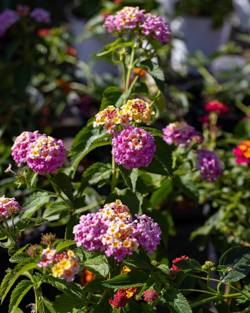 Pinch Back Spring Growth Early