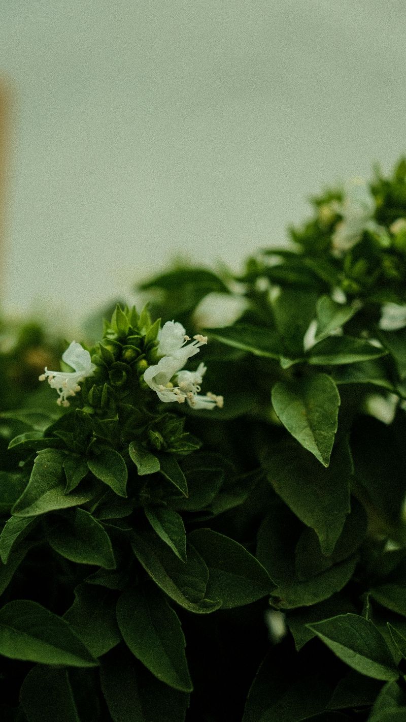 Pinch Flower Buds Immediately