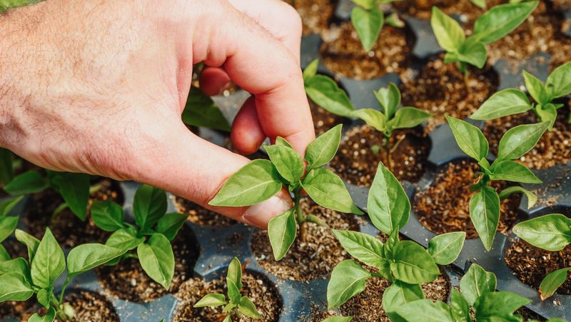 Pinch Growing Tips Early For Bushier Growth