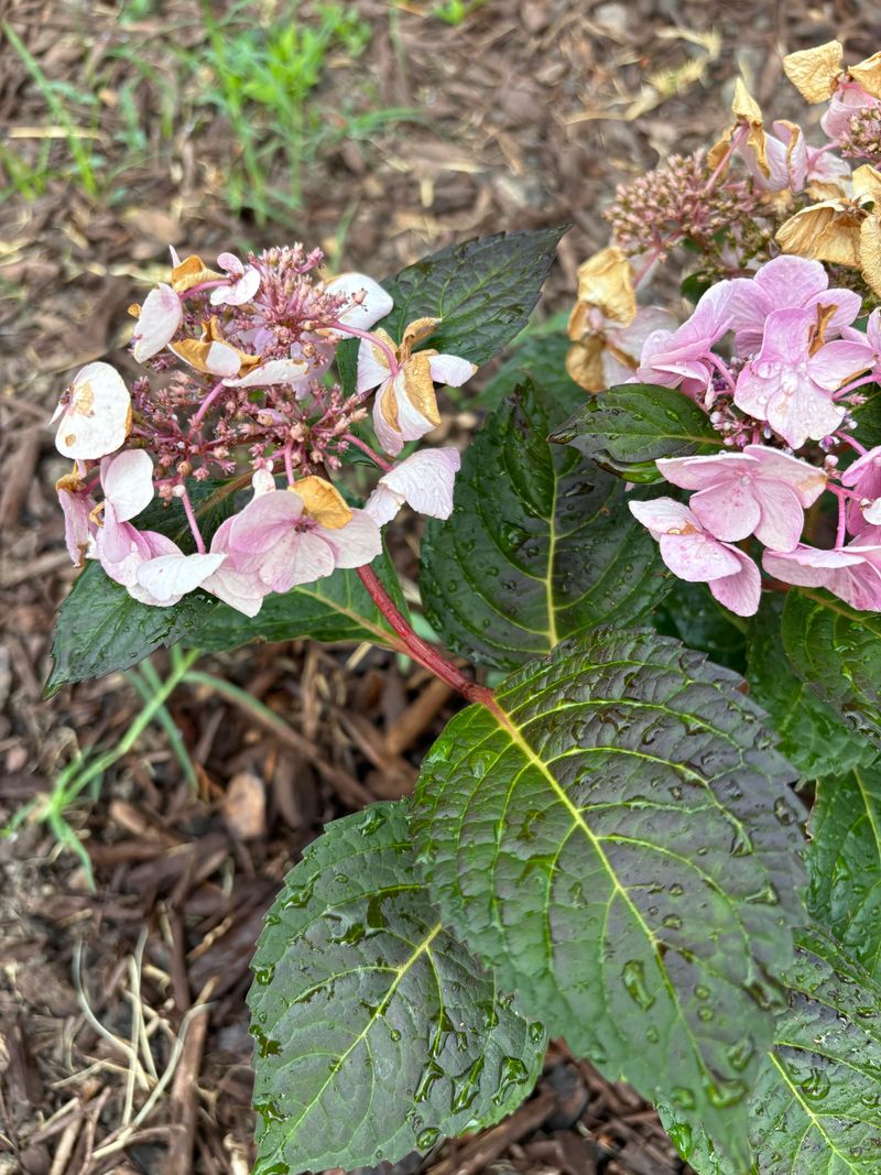 Pinch Growing Tips Mid-Season
