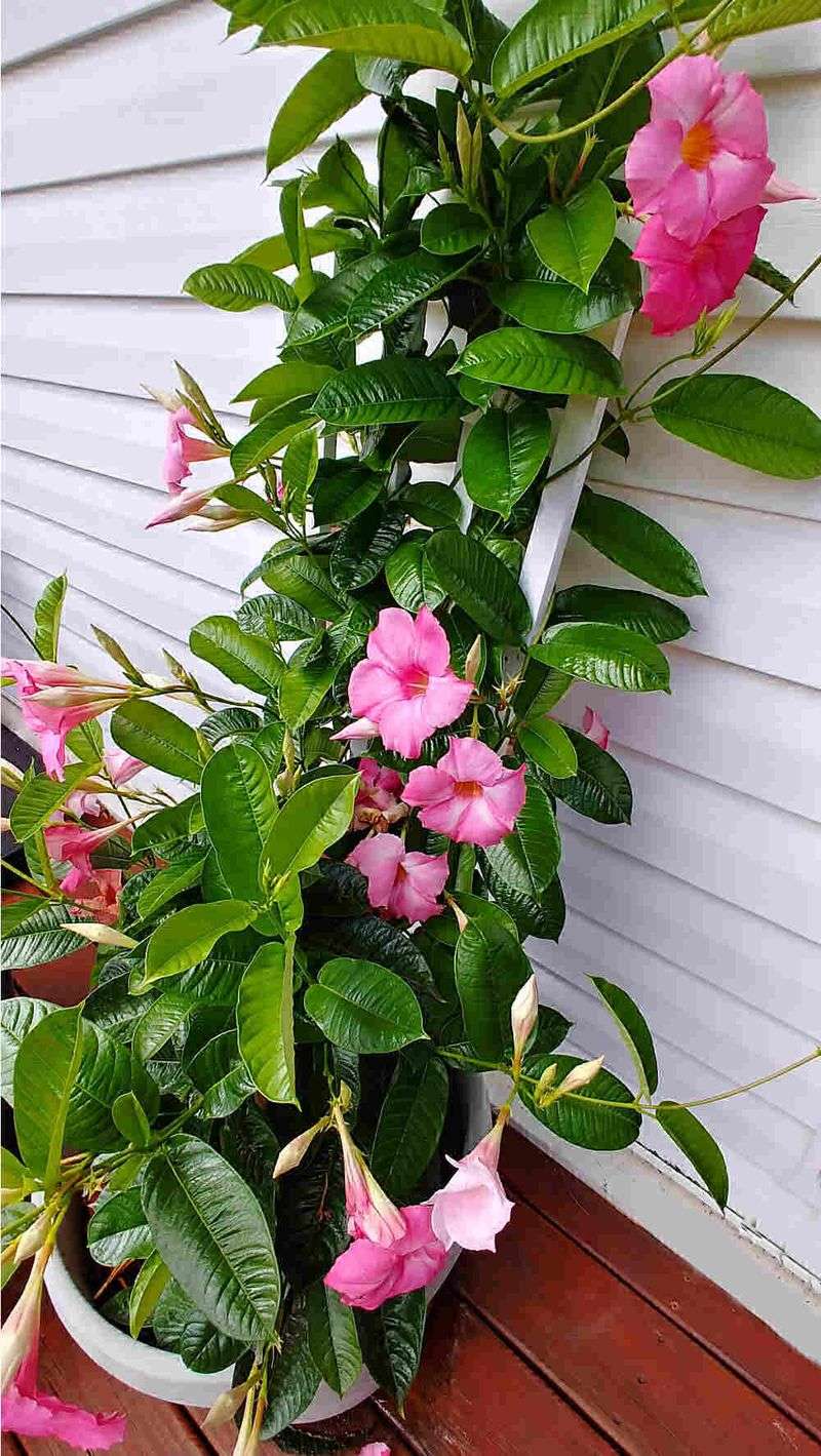 Pinch New Shoot Tips For Fuller Growth