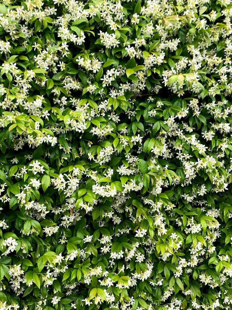 Pinch New Shoots If Needed