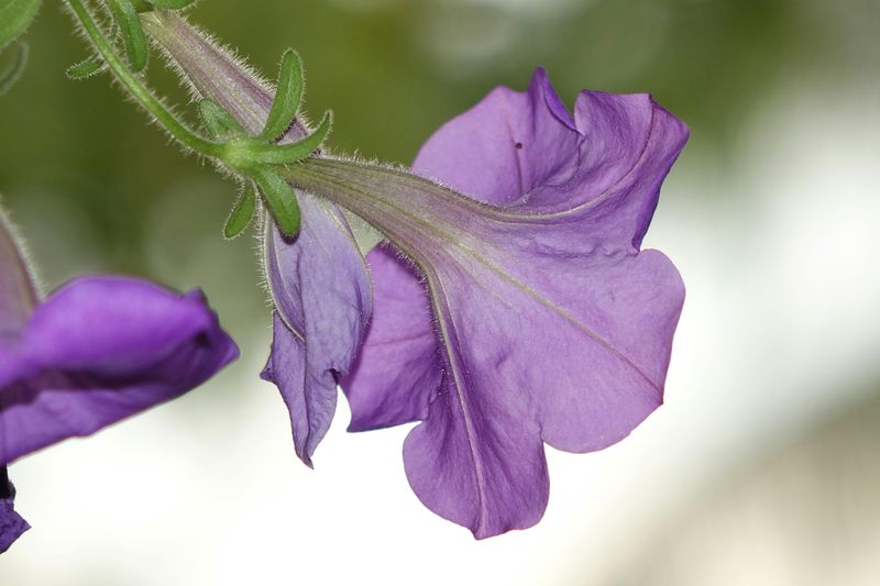 Pinch Off Wilted Blooms And Prune Regularly For Better Growth Pinch Off Wilted Blooms And Prune Regularly For Better Growth