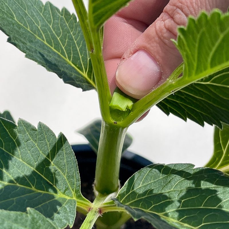 Pinch Young Dahlias Before They Grow Too Tall Pinch Young Dahlias Before They Grow Too Tall