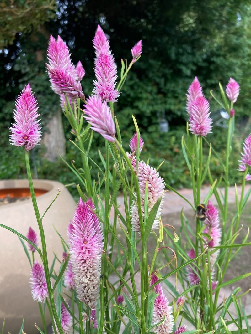 Pinch Young Plants For Fuller Growth