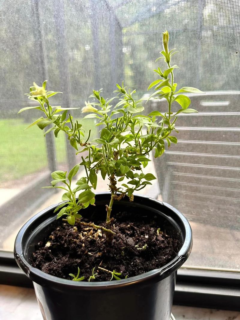 Pinching At The Wrong Spot Weakens Stems